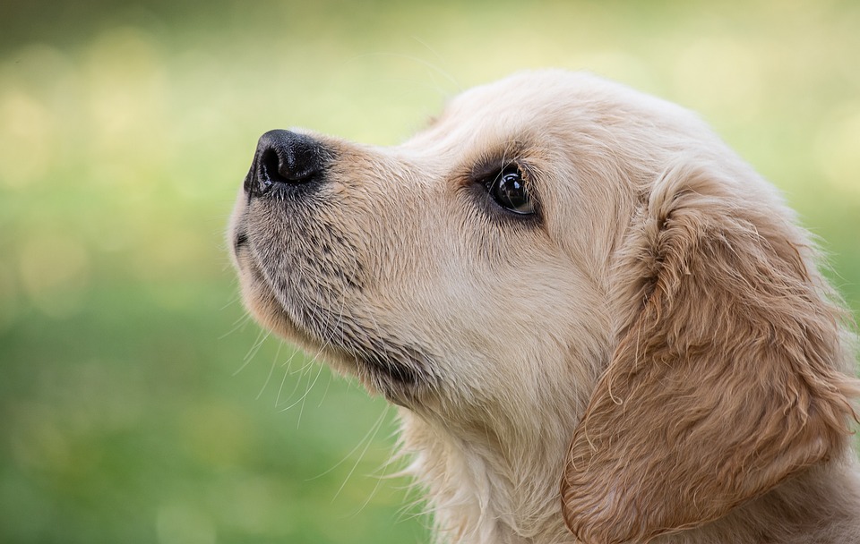 Chiot Golden retriever dehors